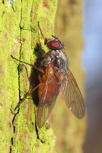 Phaonia sp.